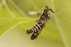 Bringebærglassvinge (Pennisetia hylaeiformis)