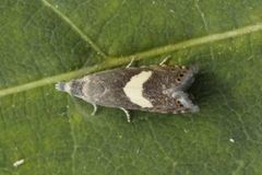 Hesteskorotvikler (Dichrorampha petiverella)