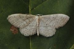 Punktengmåler (Idaea sylvestraria)