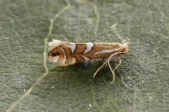 Phyllonorycter junoniella