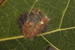 Ospekveldfly (Acronicta megacephala)