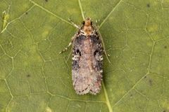 Agonopterix liturosa