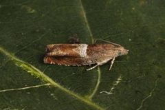 Orekveldvikler (Epinotia tenerana)