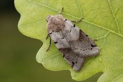 Blågrått høstfly (Agrochola litura)