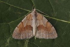 Fjærbarmåler (Pennithera firmata)