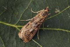 Smalengmott (Nomophila noctuella)