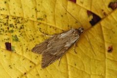 Høstdorskmøll (Diurnea lipsiella)