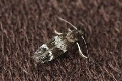 Mompha sturnipennella