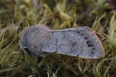 Plettseljefly (Orthosia populeti)