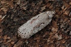 Agonopterix ocellana