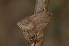 Tverrlinjet seljefly (Orthosia cerasi)