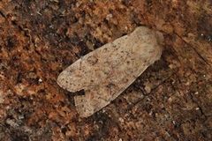 Lite seljefly (Orthosia cruda)