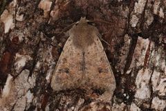 Lite seljefly (Orthosia cruda)