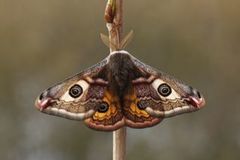 Nattpåfugløye (Saturnia pavonia)