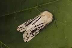 Punkttigerspinner (Spilosoma lubricipeda)