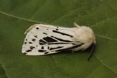 Punkttigerspinner (Spilosoma lubricipeda)