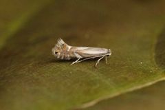 Phyllonorycter rajella