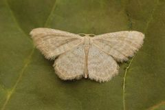 Blek engmåler (Idaea pallidata)