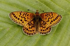 Ringperlemorvinge (Boloria eunomia)