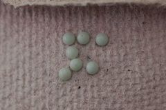 Sikksakktannspinner (Notodonta ziczac)