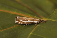 Tannebbmott (Crambus pratella)