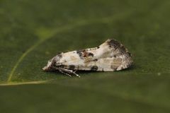 Blåmunkepraktvikler (Brevicornutia pallidana)