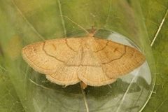 Gulbrunt viftefly (Paracolax tristalis)