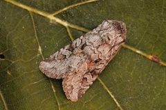 Smellefjellfly (Lasionycta proxima)