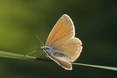 Engblåvinge (Cyaniris semiargus)