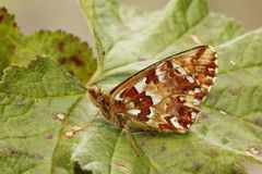 Myrperlemorvinge (Boloria aquilonaris)