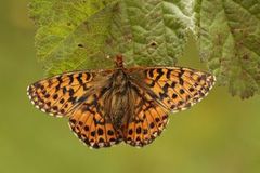 Myrperlemorvinge (Boloria aquilonaris)