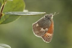 Myrringvinge (Coenonympha tullia)