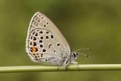 Myrblåvinge (Plebejus optilete)