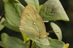 Myrgulvinge (Colias palaeno)