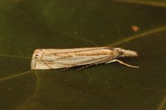 Sumpnebbmott (Crambus uliginosellus)