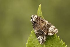 Askekveldfly (Craniophora ligustri)