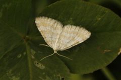 Englundmåler (Perizoma albulata)