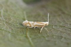 Argyresthia abdominalis