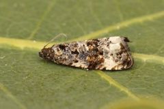 Bremstilkvikler (Endothenia marginana)