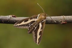 Mauresvermer (Hyles gallii)