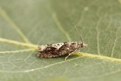 Brun kveldvikler (Epinotia immundana)