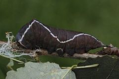 Stor gaffelstjert (Cerura vinula)