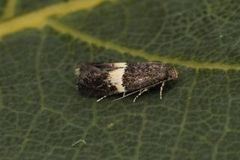 Elachista bisulcella