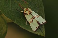 Grønnbåndet rotfly (Staurophora celsia)