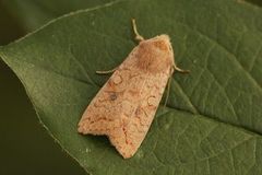 Bølgelinjet høstfly (Agrochola circellaris)