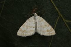 Englundmåler (Perizoma albulata)