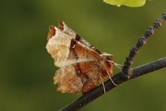 Flikmånemåler (Selenia lunularia)