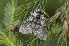 Granbørstespinner (Calliteara abietis)