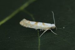 Argyresthia sorbiella