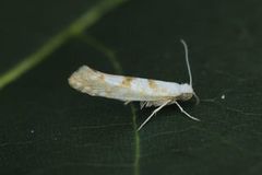 Argyresthia sorbiella